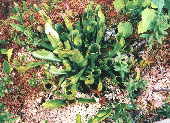 Image of some kind