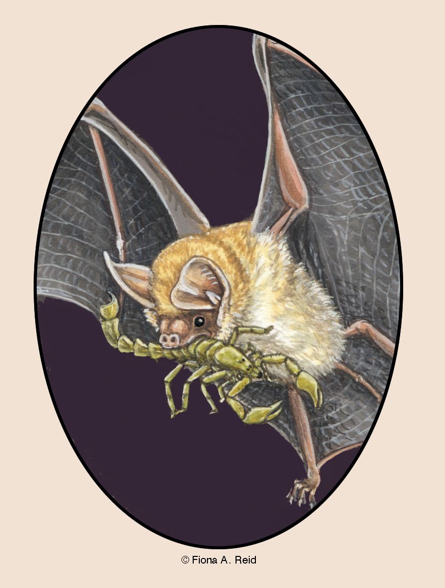 Bat Research News logo